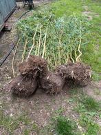 Bamboes, Tuin en Terras, Planten | Struiken en Hagen, Ophalen