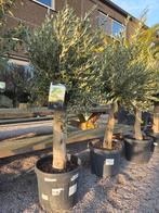 Terrasolijfboom Olea Europaea - mooi assortiment op voorraad, Tuin en Terras, Planten | Bomen, Ophalen, Olijfboom