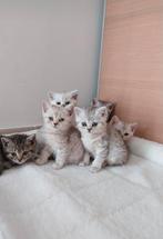Britse korthaar kittens  laatste kitten poes 1, Meerdere dieren, Gechipt, 0 tot 2 jaar