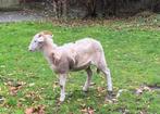 Wiltshire horn ooi, Schaap, Vrouwelijk, 0 tot 2 jaar