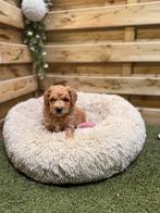 Prachtige medium labradoodle, Dieren en Toebehoren, Parvo, België, 8 tot 15 weken, Eén hond