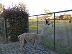 alpaca hengst - 3 jaar, Dieren en Toebehoren, Overige Dieren, Juni, Mannelijk