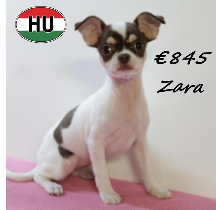 "type" Chihuahua pups te koop, Dieren en Toebehoren, Honden | Chihuahua's en Gezelschapshonden, Meerdere dieren, Chihuahua, Handelaar