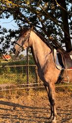 Super lieve respectvolle 5 jarige ruin., Dieren en Toebehoren, Ruin, 165 tot 170 cm, Gechipt, 3 tot 6 jaar