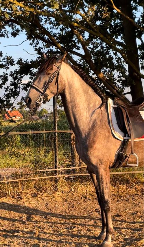 Super lieve respectvolle 5 jarige ruin., Dieren en Toebehoren, Paarden, Ruin, 165 tot 170 cm, 3 tot 6 jaar, Met stamboom, Gechipt