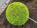 Buxusbollen 80 - 90 - 100cm, Jardin & Terrasse, Plantes | Arbustes & Haies, Enlèvement, Buis, Arbuste
