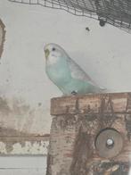 Koppel blauwe grasparkieten, Plusieurs animaux, Perruche