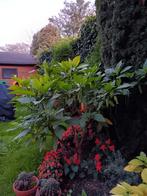 Datura, Tuin en Terras, Planten | Bomen, Ophalen