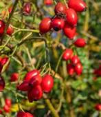 Bosplantsoen, Overige soorten, 100 tot 250 cm, Zomer, Ophalen