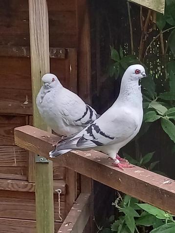 KWEEKKOPPELS ITALIAANSE MEEUWTJES (sierduifjes) disponible aux enchères