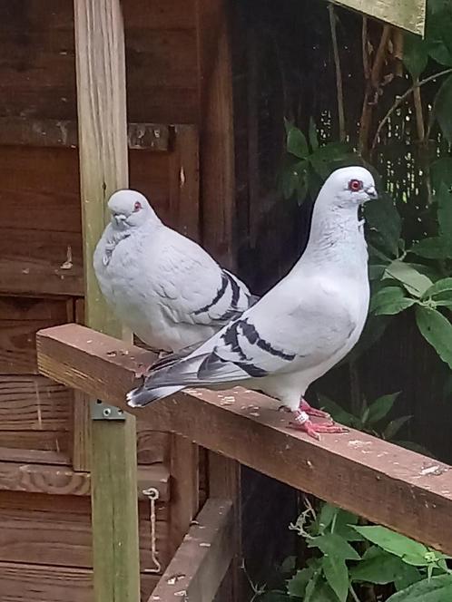 KWEEKKOPPELS ITALIAANSE MEEUWTJES (sierduifjes), Animaux & Accessoires, Oiseaux | Pigeons, Autres espèces, Plusieurs animaux