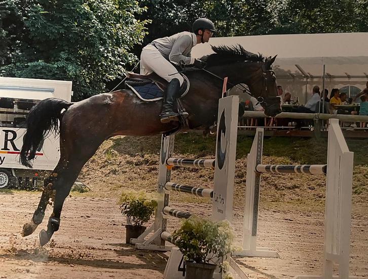 Cheval professeur, Animaux & Accessoires, Chevaux