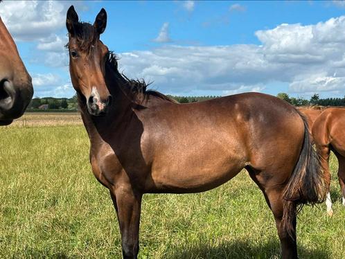Chique jaarling merrie, Dieren en Toebehoren, Paarden en Pony's | Dekhengsten en Fokmerries, Merrie