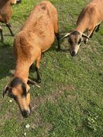 Mooie kameroen ooi, Dieren en Toebehoren, Schapen, Geiten en Varkens, Vrouwelijk, Schaap