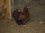 kippen : goudbrakels, orpington, ayam cemani, ..., Dieren en Toebehoren, Meerdere dieren, Kip