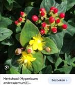 Struikje hertshooi +/- 45 cm, Zomer, Vaste plant, Overige soorten, Ophalen