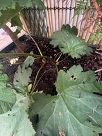 Gunnera manicata, Tuin en Terras, Planten | Bomen, Ophalen
