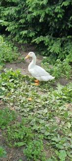 Witte loopeend ( man/woerd), Dieren en Toebehoren, Pluimvee