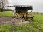 Hooiruif voor geiten/schapen/kleine pony’s, Dieren en Toebehoren, Ophalen