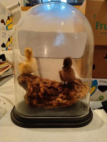 Stolp met opgezette eendenkuikens beschikbaar voor biedingen