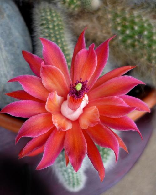 Monkey tail cactus - apenstaart - cactus cluster van 6 of 3, Huis en Inrichting, Kamerplanten, Cactus, Ophalen of Verzenden