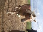 Haflinger ruin, Dieren en Toebehoren, Paarden, Gechipt, Ruin, Zadelmak, 160 tot 165 cm