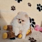 Pomeranian-dwergkees pups ouders aanwezig, België, Fokker | Hobbymatig, Keeshond, CDV (hondenziekte)