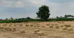 Stro, Dieren en Toebehoren, Ophalen, Overige soorten