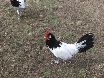 Jonge hennen lakenvelder beschikbaar voor biedingen