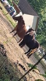 Shetlander, Dieren en Toebehoren, Ruin, Onbeleerd, A pony (tot 1.17m), Gechipt
