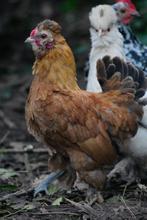 zijdehoen kruising haantje, Dieren en Toebehoren, Pluimvee, Mannelijk, Kip