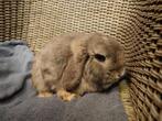 Nhd/ minimop hangoor konijnen (volwassen), Oreilles tombantes