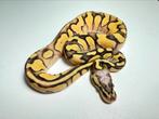 Python regius ball python orange dream calico enchi, Dieren en Toebehoren, Slang, Tam, 0 tot 2 jaar