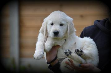 Chiots Golden Retriever, Golden retriever, Chien (mâle), Belgique, Plusieurs