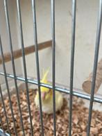 VALKPARKIETEN 2026: ENKELE WEKEN OM TAM TE MAKEN, Sexe inconnu, Perruche, Domestique