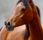 Heel leuk bay Arabisch jaarling merrietje, Dieren en Toebehoren, Paarden, Merrie, Minder dan 160 cm, Gechipt, Niet van toepassing