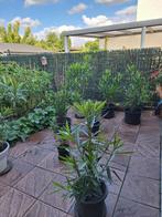 Tuinplanten/Bomen, Ophalen