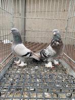 Takla koppel, Dieren en Toebehoren, Vogels | Duiven