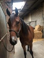 Jument de 6 ans, Animaux & Accessoires, Chevaux, Jument