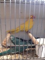 kakariki, Dieren en Toebehoren, Meerdere dieren, Geringd