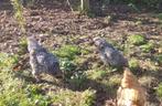 jonge Mechelse koekoek hanen, Dieren en Toebehoren, Mannelijk, Kip