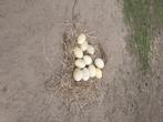 Broedeieren witte nandoe, Dieren en Toebehoren