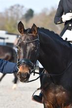 7 jarige merrie Furst romancier, Cheval de dressage, 165 à 170 cm, Avec pedigree, L