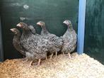 Jonge tamme Noord Hollandse Blauwe kippen gesekst & ingeënt, Dieren en Toebehoren, Pluimvee, Vrouwelijk, Kip