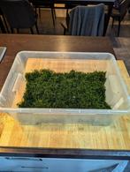 Javamos - aquariumplanten, Dieren en Toebehoren, Ophalen, Nieuw, Plant(en), Steen of Hout