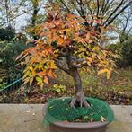 Bonsai Zelkova, Tuin en Terras, Planten | Bomen, Ophalen