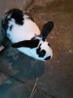 Konijn, Dieren en Toebehoren, Konijnen