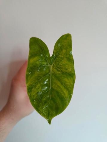 Alocasia Pink Dragon Variegata beschikbaar voor biedingen