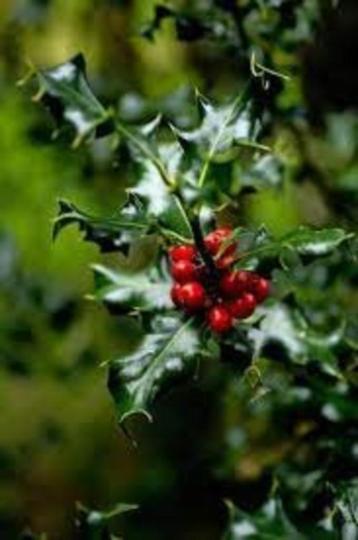 hulst- ilex aquifolium stek beschikbaar voor biedingen