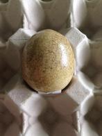 oeuf de collection, Collections, Enlèvement ou Envoi